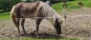 Filly Icelandic For sale 2025 Other color