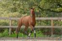Gelding Lusitano For sale 2019 Bay