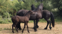 Filly Friesian For sale 2026 Black