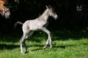 Colt PRE Pure Spanish Bred For sale 2026 Black