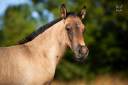 Colt PRE Pure Spanish Bred For sale 2026 Black