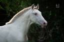 Colt PRE Pure Spanish Bred For sale 2025 Buckskin