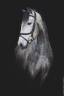 Gelding Lusitano For sale 2021 Grey