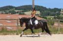 Mare PRE Pure Spanish Bred For sale 2017 Black