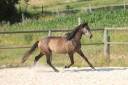 Entire PRE Pure Spanish Bred For sale 2023 Grey