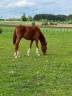 Mare Zangersheide For sale 2025 Coloured