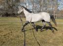 Mare French Saddle Pony For sale 2022 Grey
