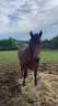 Gelding Landais For sale 2017 Bay