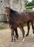 Broodmare Selle Fran&ccedil;ais For sale 2021 Dark Bay