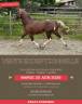Mare Cob For sale 2020 Bay