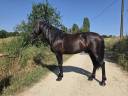 Entire PRE Pure Spanish Bred For sale 2019 Black