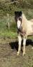 Gelding Welsh Pony (Section B) For sale 2024 Coloured