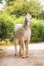 Broodmare No Origin Recorded For sale 2017 Grey