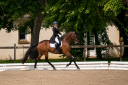 Gelding Hanoverian For sale 2017 Dark Bay