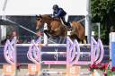 Gelding BWP Belgian Warmblood For sale 2017 Bay
