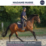 Mare Thoroughbred For sale 2017 Bay