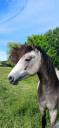 Mare Connemara For sale 2024 Buckskin