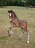 Entire Welsh Pony (Section D), Welsh Cob For sale 2025 Dark Bay