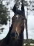 Gelding English Thoroughbred For sale 2020 Dark Bay