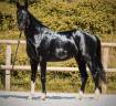 Entire AES Anglo European Studbook For sale 2022 Black