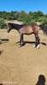 Colt Zangersheide For sale 2025 Dark Bay