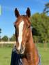 Gelding Selle Fran&ccedil;ais For sale 2011 Chesnut