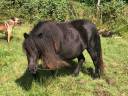 Mare Shetland Pony For sale 2022 Black