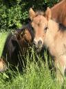 Colt Origin Recorded For sale 2026 Dun