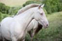 Mare PRE Pure Spanish Bred For sale 2021 Buckskin