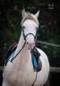 Mare PRE Pure Spanish Bred For sale 2021 Buckskin