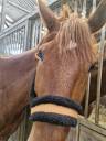 Gelding French Trotter For sale 2019 Chesnut