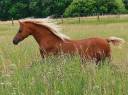 Broodmare Welsh Pony (Section B) For sale 2013 Chesnut