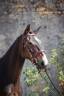 Mare French Saddle Pony For sale 2021 Bay