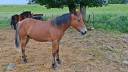 Gelding New Forest For sale 2025 Bay