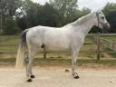 Gelding Zangersheide For sale 2018 Grey