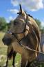 Stallion Connemara For sale 2022 Buckskin