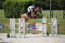 Mare Selle Fran&ccedil;ais For sale 2019 Liver chestnut