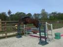 Gelding Selle Fran&ccedil;ais For sale 2022 Bay