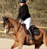 Mare French Saddle Pony For sale 2018 Chesnut