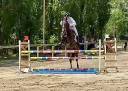 Gelding Hanoverian For sale 2021 Dark Bay