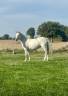 Mare Connemara For sale 2008 Grey