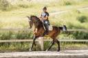 Mare KWPN Dutch Warmblood For sale 2019 Dark Bay