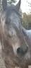 Gelding Comtois For sale 2022 Other color
