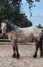 Gelding Comtois For sale 2022 Other color