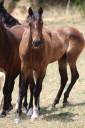 Gelding PRE Pure Spanish Bred For sale 2025 Dark Bay