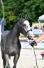 Entire French Saddle Pony For sale 2025 Grey