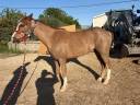 Gelding Welsh Pony (Section B) For sale 2022 Chesnut