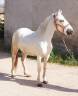 Gelding Camargue For sale 2023 Grey