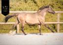 Filly KWPN Dutch Warmblood For sale 2024 Dun