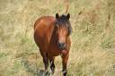 Gelding No Origin Recorded For sale 2023 Bay